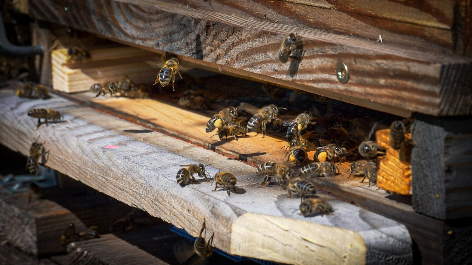 Nisthülsen für Wildbienen 200 Stk. / 6mm - Honigprinz